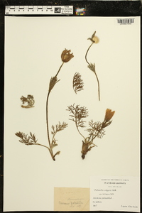 Pulsatilla vulgaris image