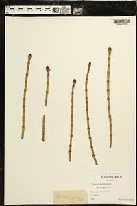 Equisetum fluviatile image