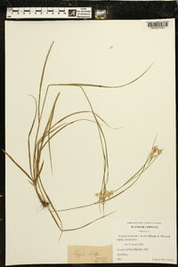 Luzula luzuloides subsp. luzuloides image