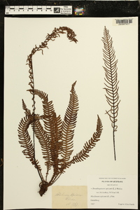 Struthiopteris spicant image