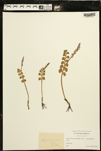 Botrychium lunaria image