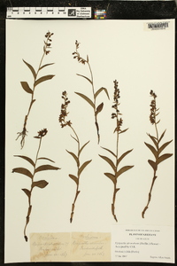 Epipactis atrorubens image