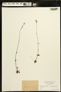 Saxifraga granulata image