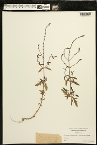 Verbena officinalis image