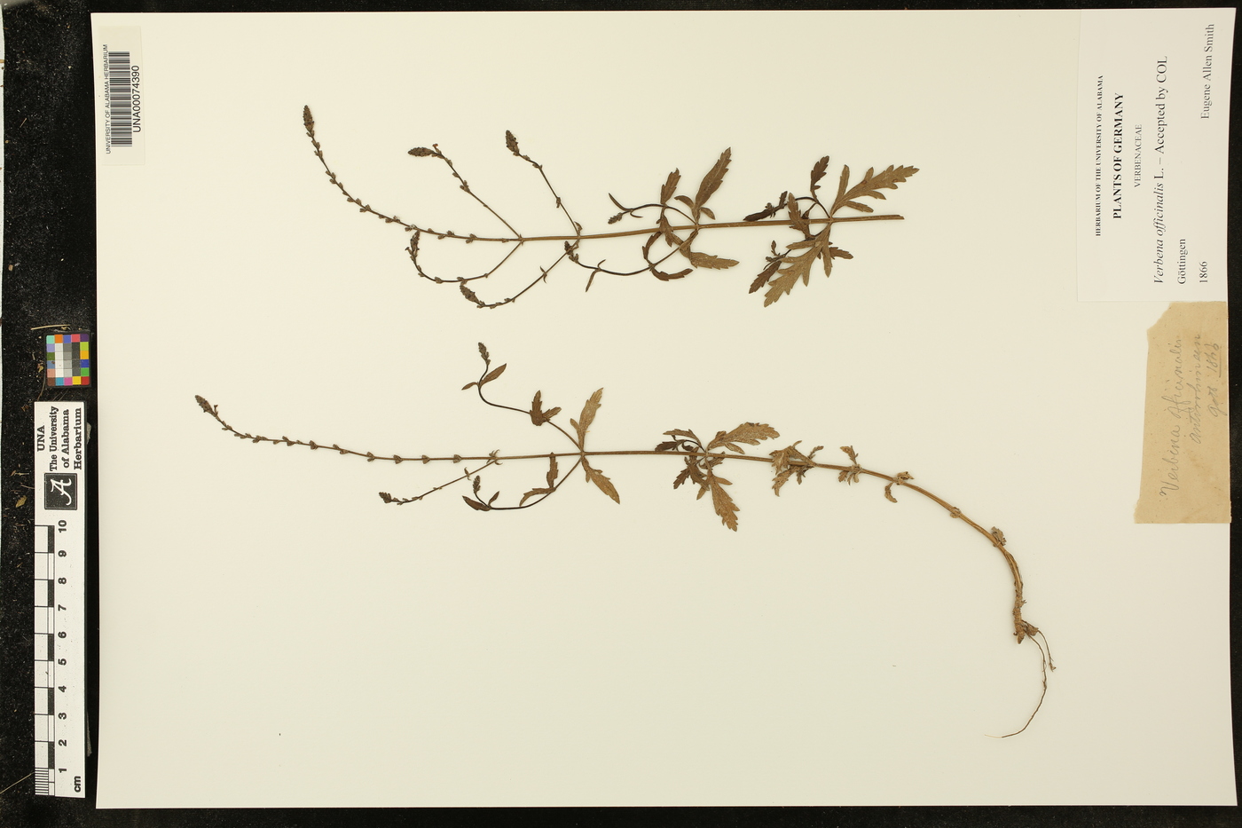 Verbena officinalis image