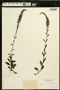 Veronica spicata image