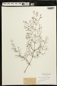 Asperula purpurea image