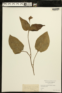 Symphytum cordatum image