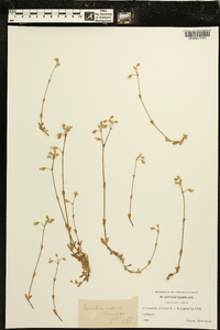 Cerastium arvense image