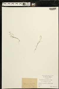 Spergularia segetalis image