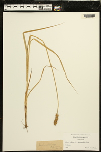Carex vulpina image