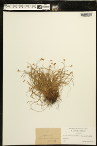 Carex ornithopoda image