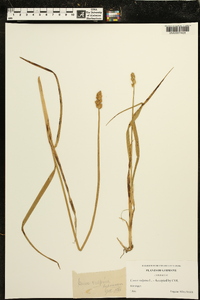 Carex vulpina image
