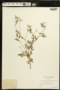 Torilis arvensis subsp. arvensis image