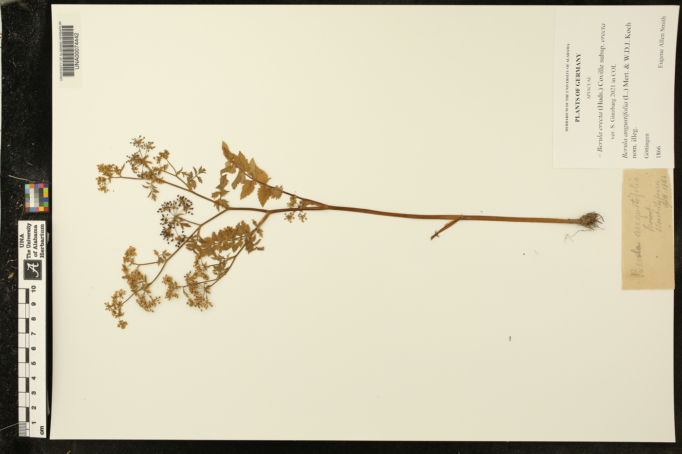 Berula erecta subsp. erecta image