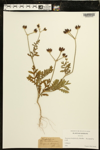 Turgenia latifolia image