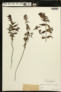 Melampyrum nemorosum image