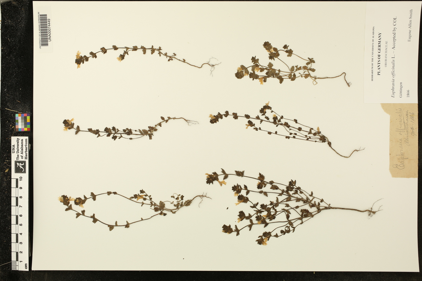 Euphrasia officinalis image
