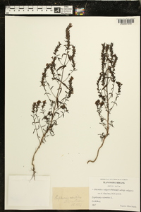 Odontites vulgaris subsp. vulgaris image