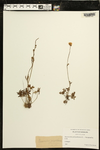 Ranunculus polyanthemos image