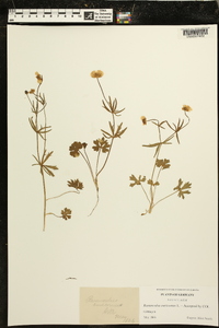 Ranunculus auricomus image