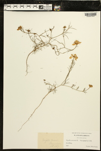 Nigella arvensis image