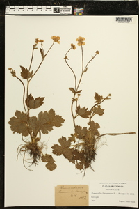 Ranunculus lanuginosus image