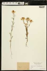 Nigella arvensis image