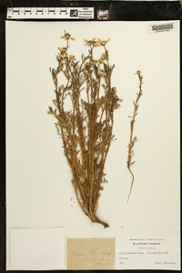 Adonis flammea image