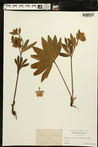 Helleborus viridis image
