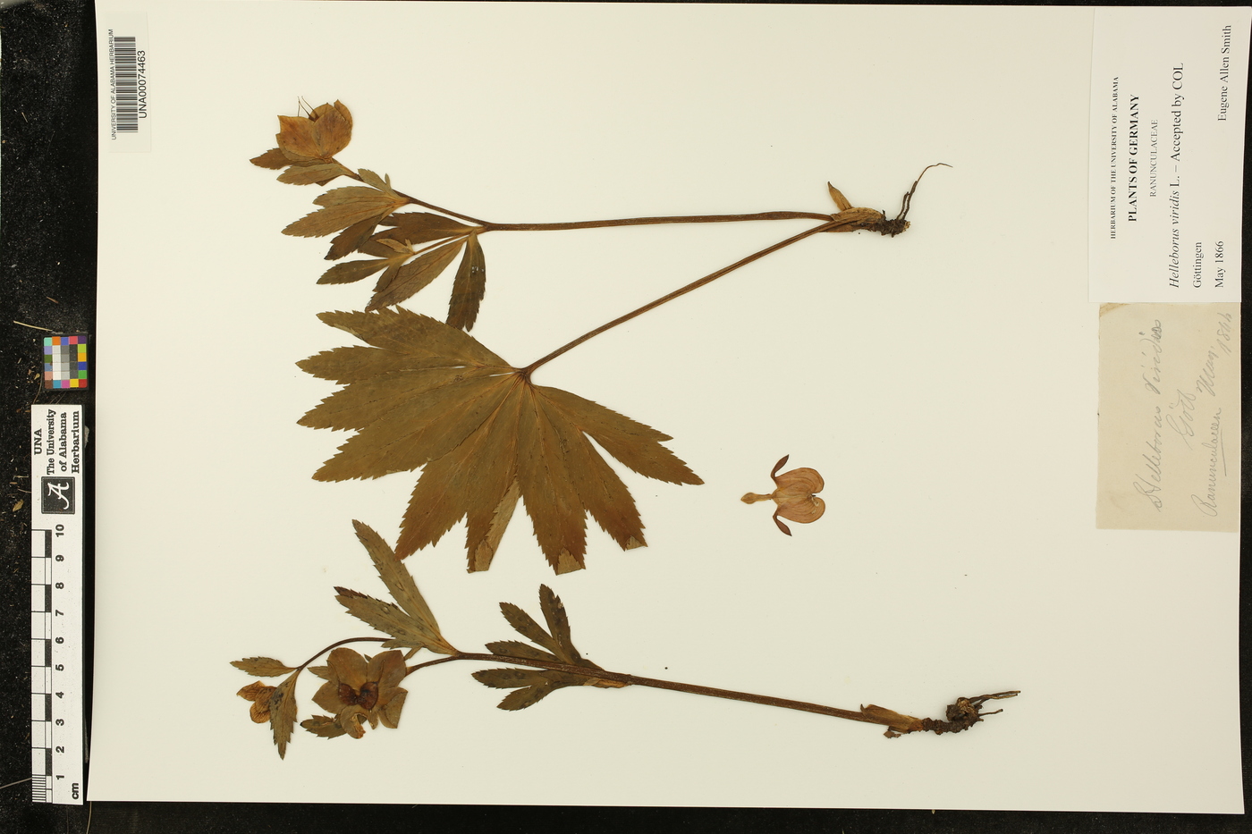 Helleborus viridis image