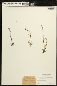 Myosotis discolor image