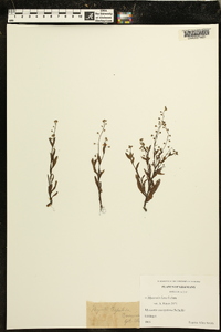 Myosotis laxa image