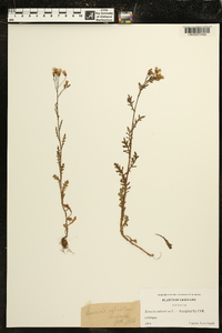 Senecio sylvaticus image