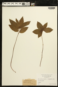 Mercurialis perennis image