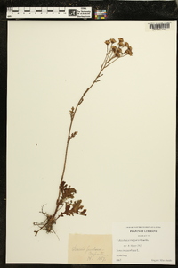 Jacobaea vulgaris image