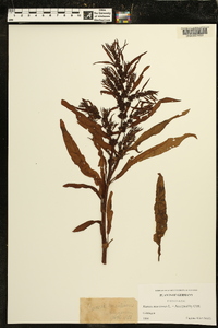 Rumex maritimus image