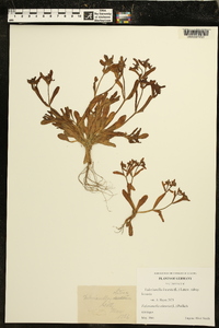 Valerianella locusta subsp. locusta image