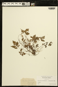 Geranium robertianum image