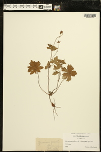 Geranium palustre image