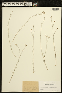 Linum tenuifolium image
