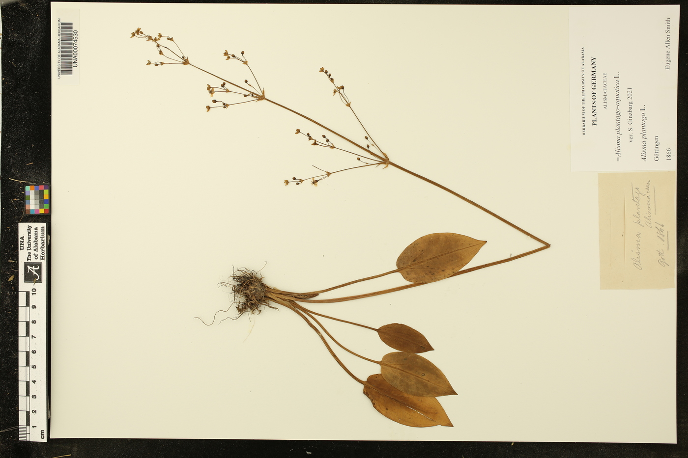 Alisma plantago-aquatica image