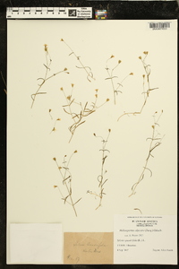 Heliosperma alpestre image