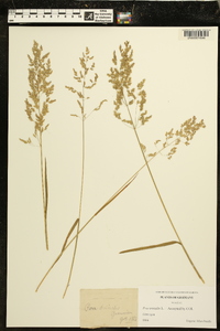 Poa trivialis image