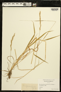 Brachypodium pinnatum image