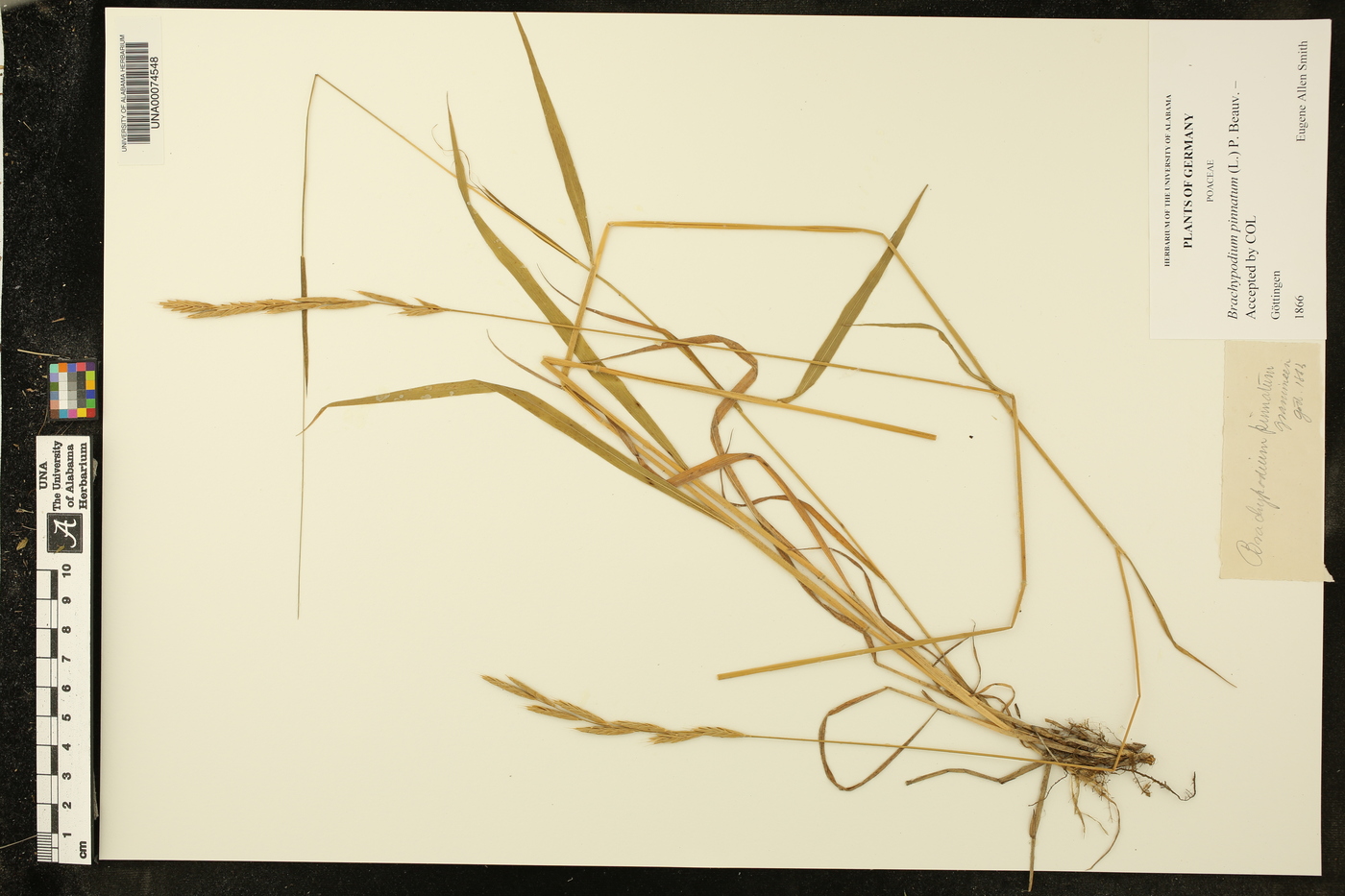 Brachypodium pinnatum image