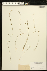 Linum catharticum image