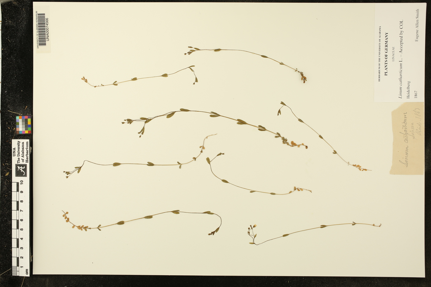 Linum catharticum image