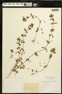 Lysimachia arvensis image