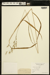 Bromus ramosus image